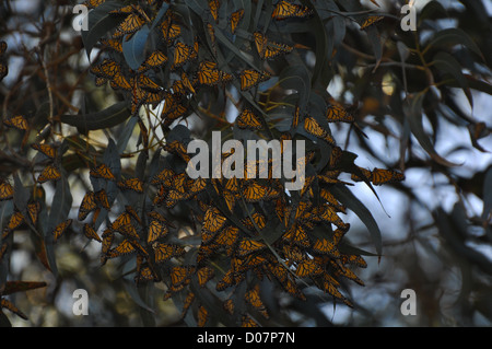 Bellissime farfalle monarca sono ' appollaiati in una struttura ad albero Foto Stock