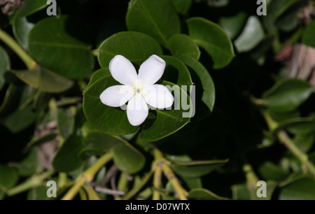 Foto di un singolo fiore di gelsomino. Foto Stock