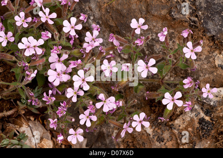 Rock Soapwort, Saponaria ocymoides in fiore; Cevennes, Francia Foto Stock