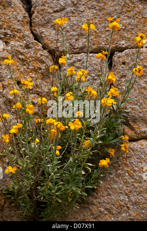 Violaciocca, Cheiranthus cheiri, naturalizzato sul vecchio muro di pietra. Cevenne, Francia Foto Stock