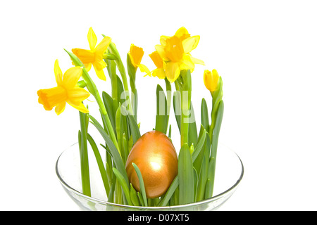 Giallo Daffodil fiore nel vaso di vetro con golden uovo di pasqua su sfondo bianco Foto Stock