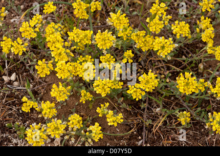 Mountain alison, Alyssum montanum nelle Cévennes, Francia Foto Stock