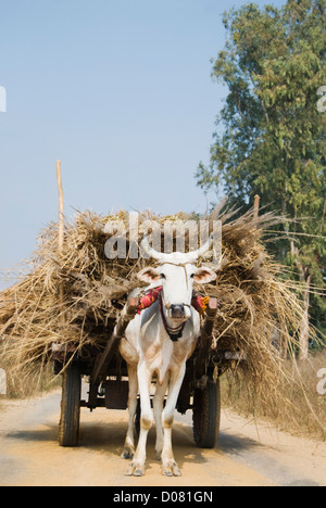 Ox carrello caricato con erba, Gurgaon, Haryana, India Foto Stock