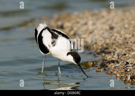 Avocet europea (Recurvirostra avosetta) alimentazione in acqua poco profonda, Olanda, può Foto Stock