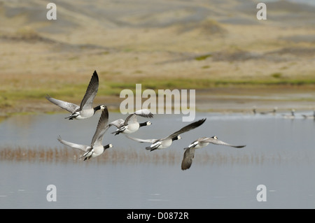 Barnacle Goose (Branta leucopsis) gruppo volare sopra il lago, Islanda, Giugno Foto Stock