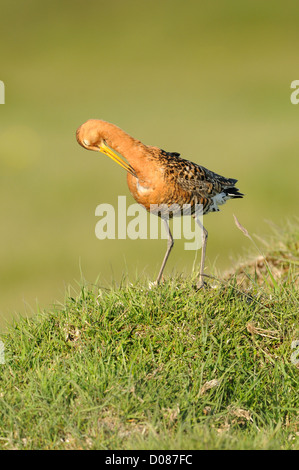 Nero-tailed Godwit (Limosa limosa) preening adulto, in allevamento piumaggio, Islanda, Giugno Foto Stock