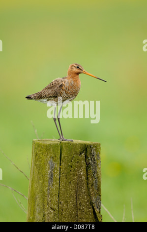 Nero-tailed Godwit (Limosa limosa) in piedi sul palo da recinzione, Olanda, può Foto Stock