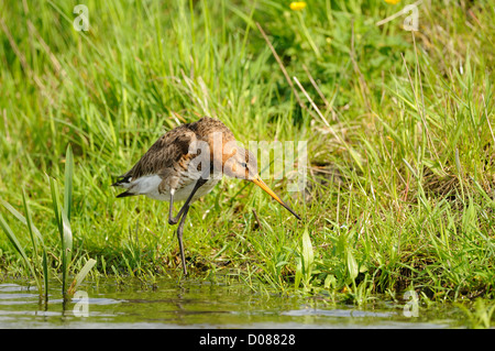 Nero-tailed Godwit (Limosa limosa) preening piume con piede sollevato, Olanda, può Foto Stock