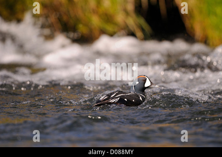 Arlecchino anatra (Histrionicus histrionicus) maschio nuoto veloce in acqua fluente, Islanda, Giugno Foto Stock