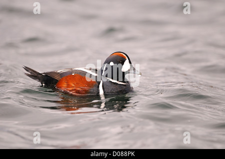 Arlecchino anatra (Histrionicus histrionicus) maschio nuoto, Islanda, Giugno Foto Stock