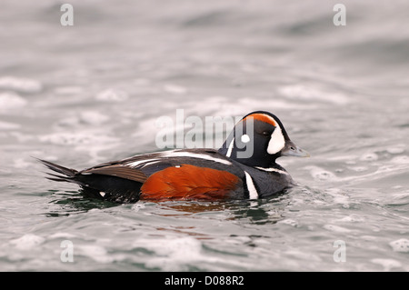 Arlecchino anatra (Histrionicus histrionicus) maschio nuoto, Islanda, Giugno Foto Stock