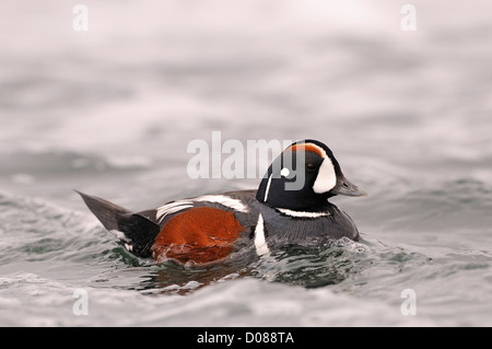 Arlecchino anatra (Histrionicus hitrionicus) maschio nuoto, con coda sollevata, Islanda, Giugno Foto Stock