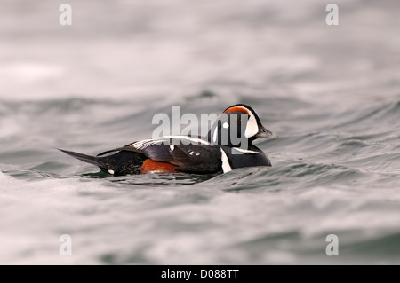 Arlecchino anatra (Histrionicus hitrionicus) maschio nuoto, Islanda, Giugno Foto Stock
