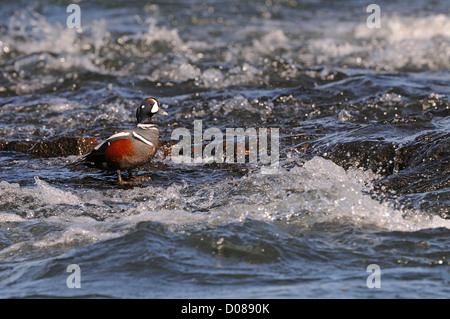 Arlecchino anatra (Histrionicus hitrionicus) maschio in piedi in veloce che scorre acqua, Islanda, Giugno Foto Stock