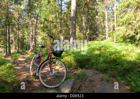 Percorso di foresta ciclo bici foreste boschi di legno svezia svedese Legname pino sentieri Foto Stock