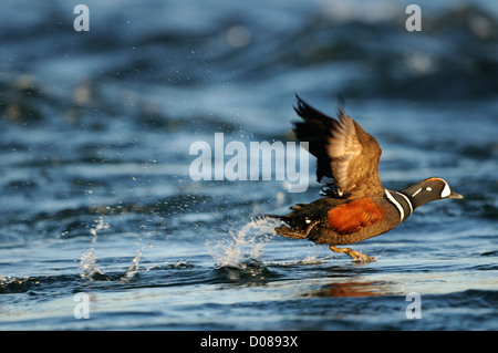 Arlecchino anatra (Histrionicus histrionicus) maschio tenendo fuori dall'acqua, Islanda, Giugno Foto Stock