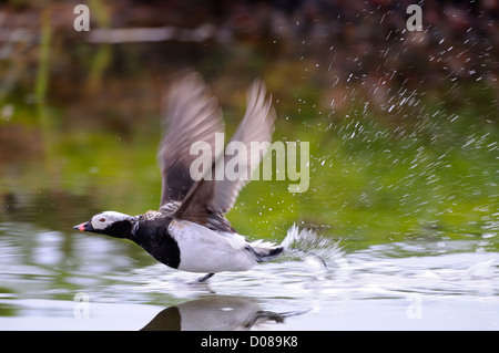 Long-tailed Duck (hyernalis clangula) maschio tenendo fuori dall'acqua, in eclipse piumaggio, Islanda, Giugno Foto Stock