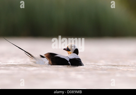 Long-tailed Duck (hyernalis clangula) maschio in appoggio sull'acqua, in eclipse piumaggio, Islanda, Giugno Foto Stock