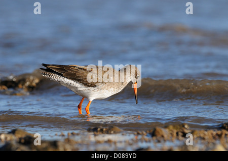 (Redshank Tringa totanus) guadare in mare poco profondo e acqua alla ricerca di cibo, nello Yorkshire, Inghilterra, Febbraio Foto Stock