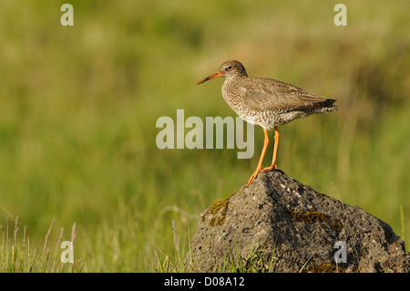 (Redshank Tringa totanus) adulto permanente sulla roccia, in estate piumaggio di allevamento, Islanda, Giugno Foto Stock