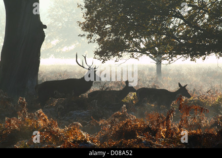 Cervi selvatici nel bosco in autunno Foto Stock