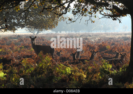 Cervi selvatici nel bosco in autunno Foto Stock