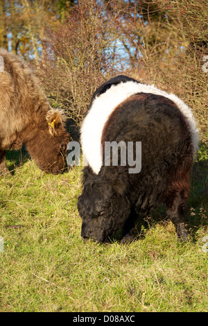 Razza patrimonio Belted Galloway il pascolo di bestiame su Reigate Hill Colley Hill in bassa autunnale di novembre sun Foto Stock