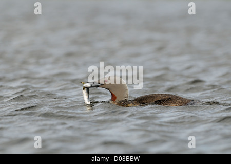 Rosso-throated Diver (Gavia stellata) piscina adulti con pesce nel becco, in estate piumaggio di allevamento, Islanda, Giugno Foto Stock