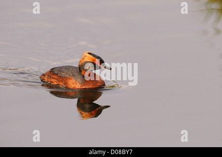 Di slavonia o cornuto svasso (Podiceps auritus) nuoto, in estate piumaggio di allevamento, Islanda, Giugno Foto Stock