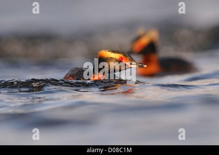 Di slavonia o cornuto svasso (Podiceps auritus) coppia nuoto insieme, in estate piumaggio di allevamento, Islanda, Giugno Foto Stock