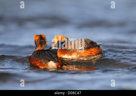 Di slavonia o cornuto svasso (Podiceps auritus) coppia di allevamento del piumaggio nuoto insieme, Islanda, Giugno Foto Stock