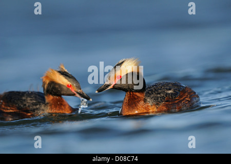 Di slavonia o cornuto svasso (Podiceps auritus) allevamento coppia nuoto insieme, Islanda, Giugno Foto Stock