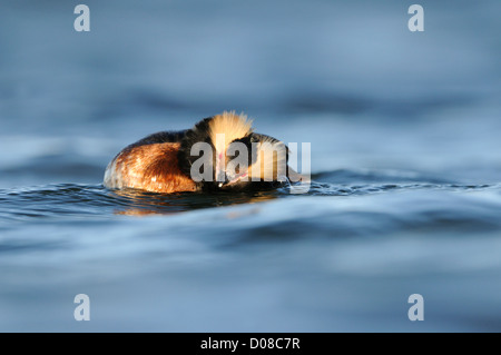 Svasso della Slavonia (Podiceps auritus) in estate piumaggio di allevamento, sulla superficie dell'acqua con creste sollevato, Islanda, Giugno Foto Stock