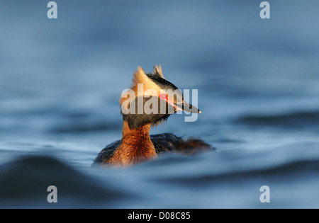 Di slavonia o cornuto svasso (Podiceps auritus) nuotare tra le onde, in estate piumaggio di allevamento, Islanda, Giugno Foto Stock