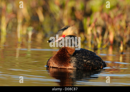 Di slavonia o cornuto svasso (Podiceps auritus) in estate piumaggio di allevamento, sull'acqua, Islanda, Giugno Foto Stock