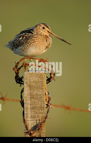 Beccaccino (Gallinago gallinago) in piedi sul palo da recinzione, Islanda, Giugno Foto Stock