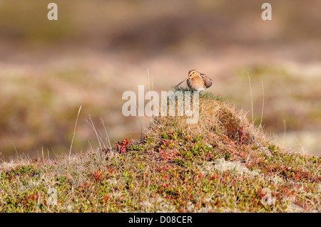 Beccaccino (Gallinago gallinago) appoggiato sul tumulo erboso, Islanda, Giugno Foto Stock