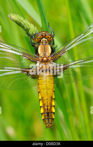 Ampia corposo Chaser Dragonfly (Libellula depressa) appena emerse teneral, Oxfordshire, Inghilterra, può Foto Stock