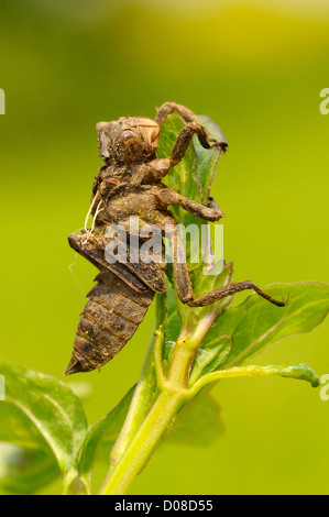 Ampia corposo Chaser Dragonfly (Libellula depressa) vuoto caso larvale o exuviae aggrappati alla vegetazione acquatica, Oxfordshire, Eng Foto Stock