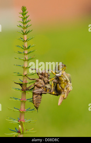 Ampia corposo Chaser Dragonfly (Libellula depressa) emergente dal caso larvale, Oxfordshire, Inghilterra, può Foto Stock