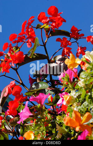 Fiori colorati contro il cielo blu. Foto Stock