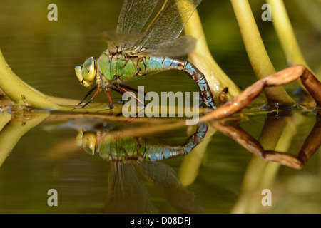 L'imperatore libellula (Anax imperator) femmina deposizione delle uova in pianta Bogbean, Oxfordshire, Inghilterra, Agosto Foto Stock