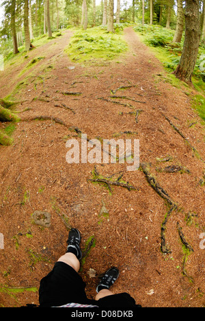 Camminando attraverso il bosco in autunno. Foto Stock