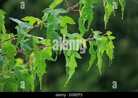 Maple-tree (Acer), Svizzera Cantone Basilea-Campagna, Oberwil Foto Stock