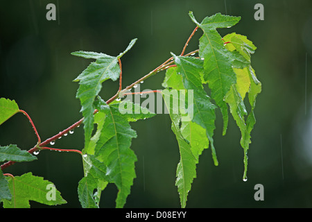 Maple-tree (Acer), Svizzera Cantone Basilea-Campagna, Oberwil Foto Stock