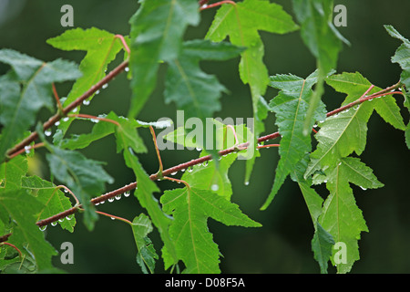 Maple-tree (Acer), Svizzera Cantone Basilea-Campagna, Oberwil Foto Stock