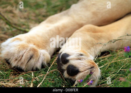 Lion zampe all'Drakenstein Lion Park, Klapmuts, Cape Winelands, Foto Stock