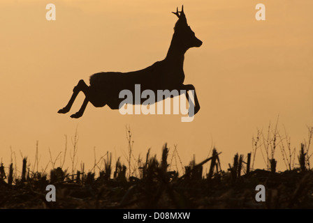 Il Roe Deer buck silhouette di salto Foto Stock