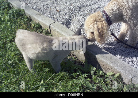 Incontro ravvicinato mini cane barboncino e giovane siamese gatto maschio nel parco Foto Stock