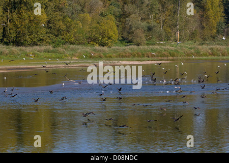 Cormorani e gabbiani in volo sopra il fiume Loira LUSSAULT-SUR-LOIRE fiume Indre-et-Loire (37) FRANCIA Foto Stock